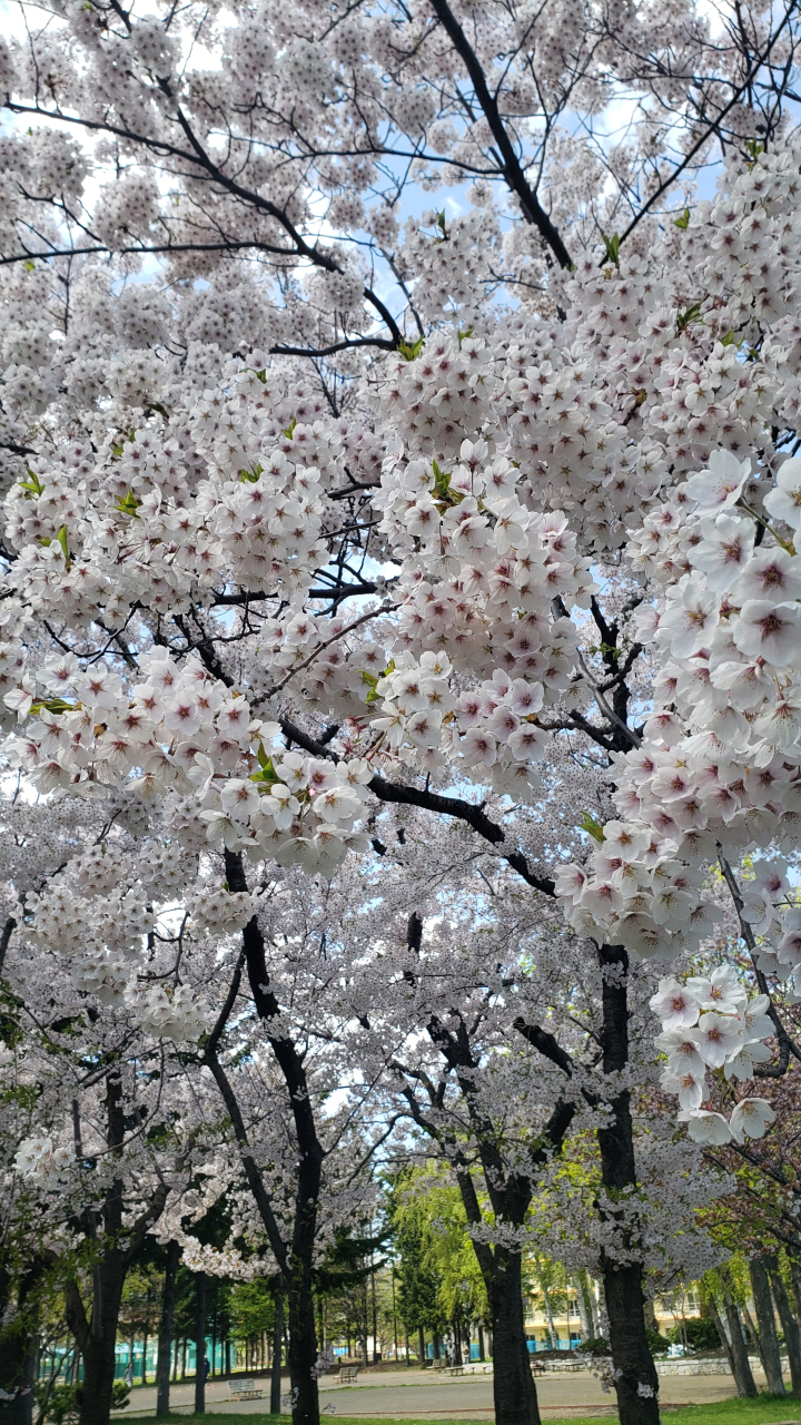 桜4